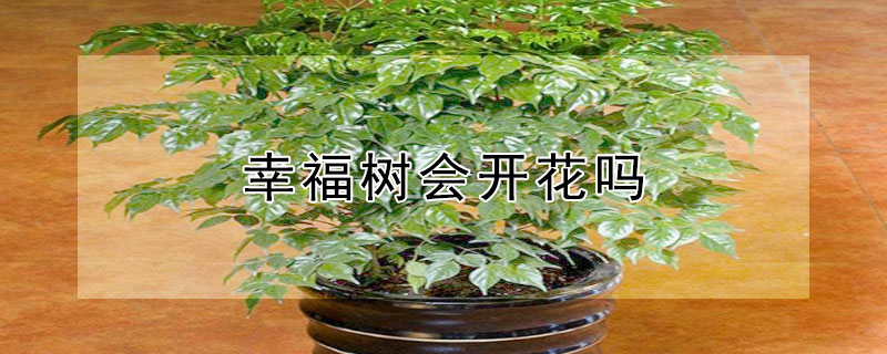 幸福树会开花吗 幸福树会开花吗 花是什么样子