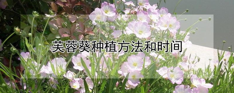 芙蓉葵种植方法和时间（芙蓉葵花什么时候种植）