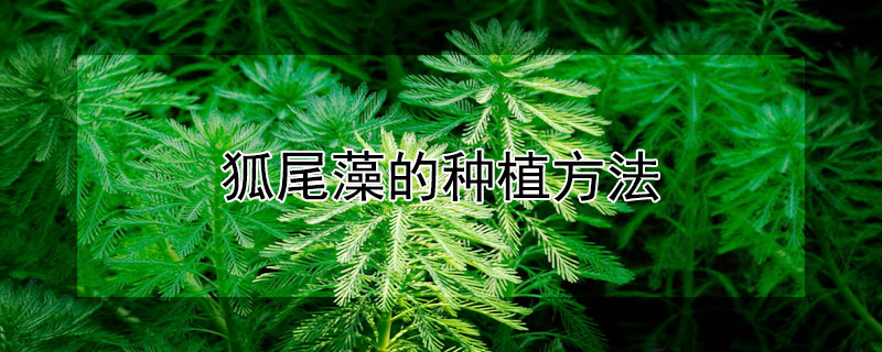 狐尾藻的种植方法（狐尾藻养殖方法）