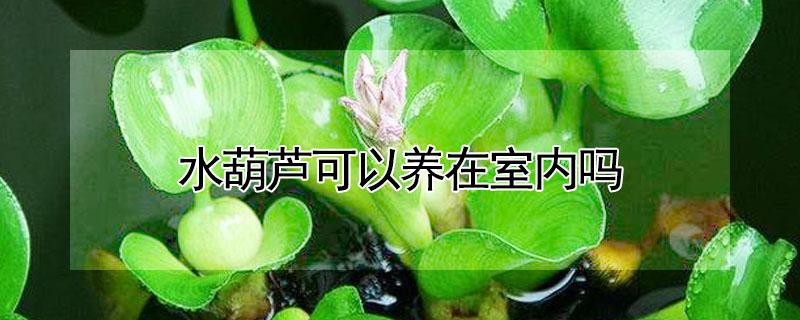 水葫芦可以养在室内吗（水葫芦室内怎么养活）