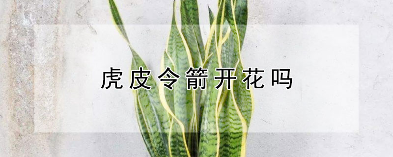 虎皮令箭开花吗（金边虎皮令箭开花吗）