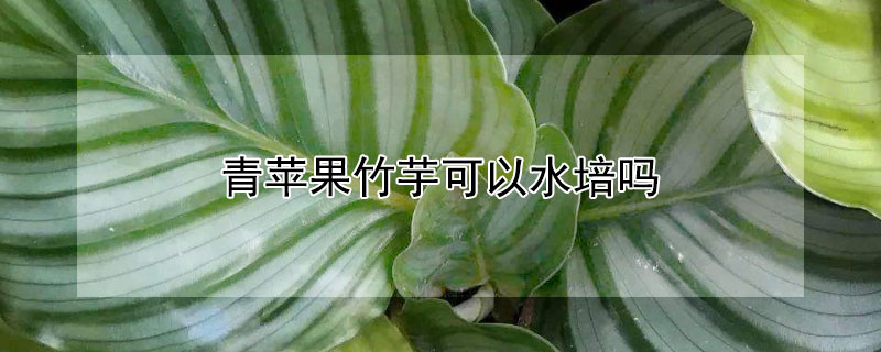 青苹果竹芋可以水培吗 青苹果竹芋土培转水培