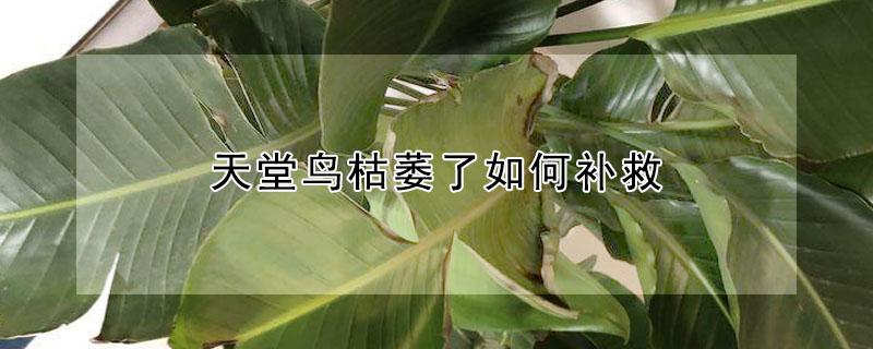 天堂鸟枯萎了如何补救（天堂鸟叶子发黄枯萎怎么挽救）