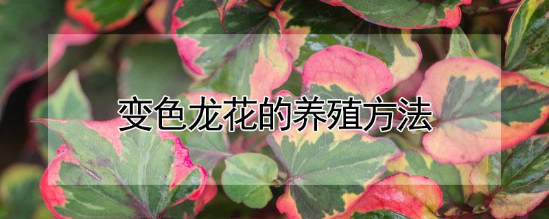 变色龙花的养殖方法 变色龙花的养殖方法和注意事项