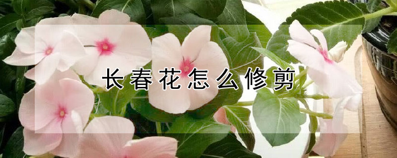 长春花怎么修剪（长春花怎么修剪成棒棒糖）