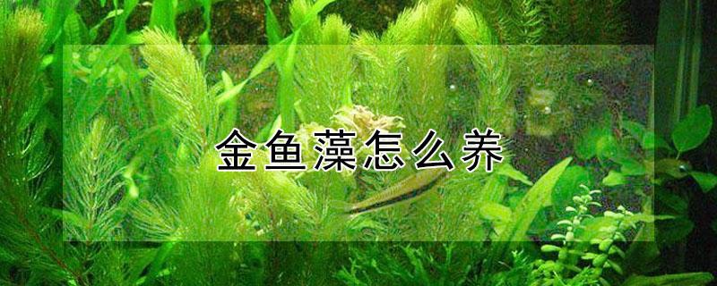 金鱼藻怎么养 金鱼藻怎么养在鱼缸