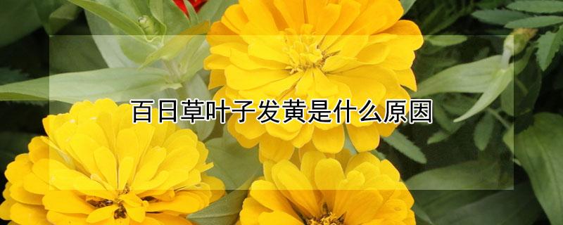 百日草叶子发黄是什么原因（百日草花叶子发白是什么情况）