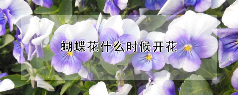 蝴蝶花什么时候开花 蝴蝶花什么时候开花时间是几点