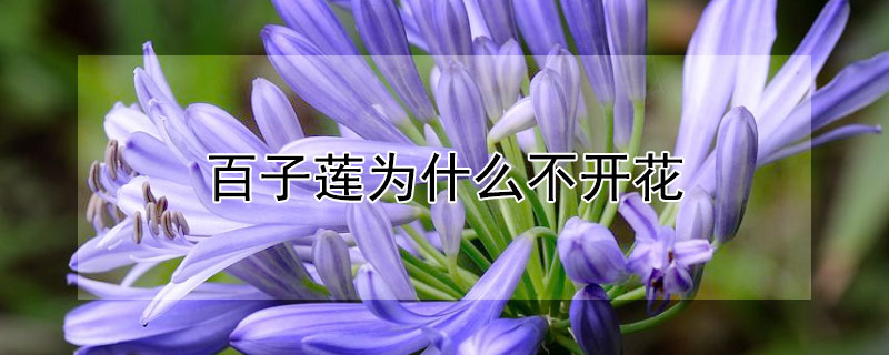 百子莲为什么不开花 百子莲花能开多久