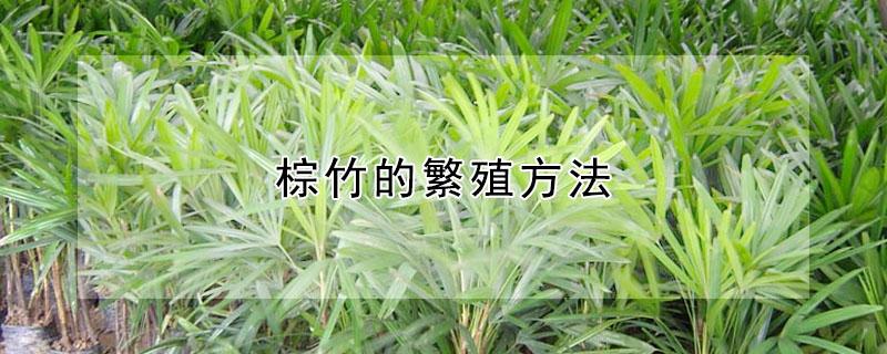 棕竹的繁殖方法（棕竹的养殖方法如何过冬）