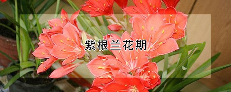 紫根兰花期（紫根兰花期怎么施肥）