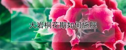 大岩桐花期如何施肥 大岩桐花期怎么浇水