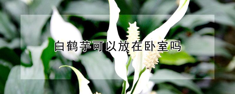 白鹤芋可以放在卧室吗 白鹤芋能不能在室内养