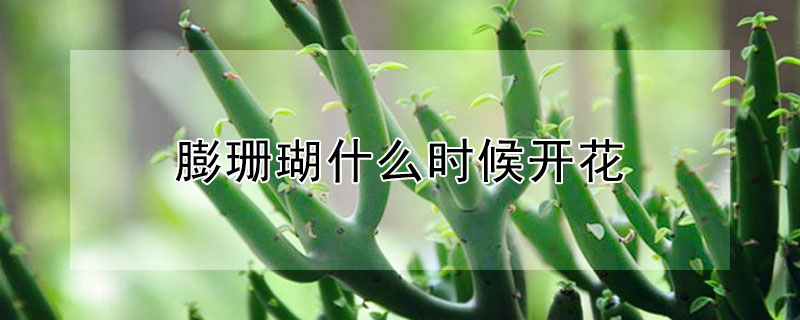 膨珊瑚什么时候开花（膨珊瑚开花结果图片）