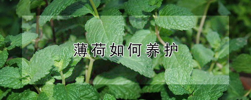 薄荷如何养护 薄荷养护及注意事项?