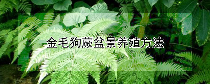 金毛狗蕨盆景养殖方法（金毛狗蕨种植用什么盆）