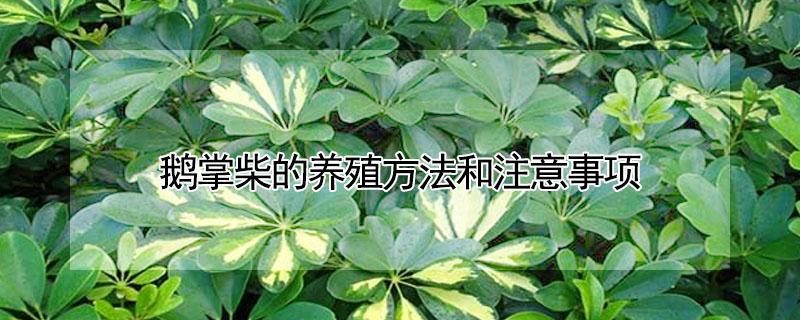 鹅掌柴的养殖方法和注意事项 鹅掌柴的养殖方法和注意事项有哪些