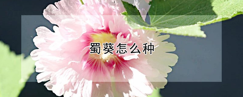 蜀葵怎么种（蜀葵怎么栽种）