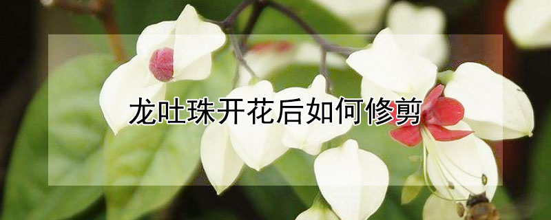 龙吐珠开花后如何修剪 龙吐珠开花后怎样修剪