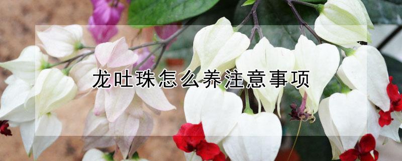 龙吐珠怎么养注意事项（如何养好龙吐珠花）