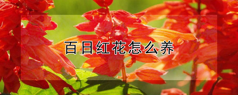 百日红花怎么养（什么花可以百日红）