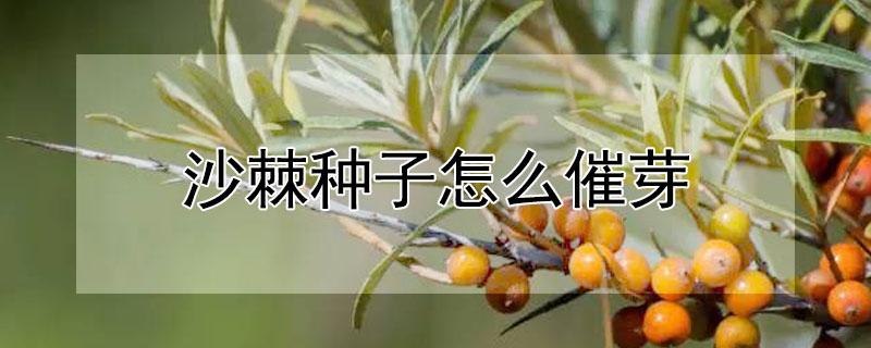 沙棘种子怎么催芽 火棘种子怎么催芽