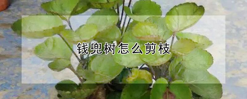 钱兜树怎么剪枝 钱兜树剪枝方法