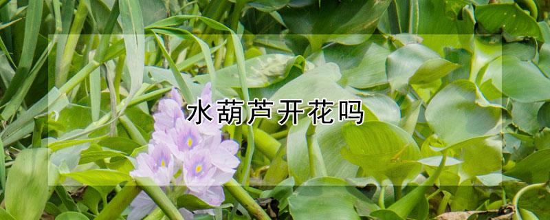 水葫芦开花吗（水葫芦能开花结果吗）