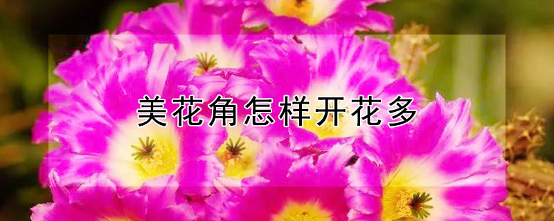 美花角怎样开花多（美花角开花图片大全）