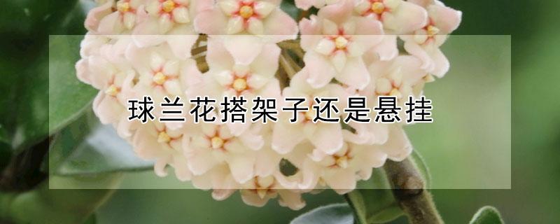 球兰花搭架子还是悬挂（球兰花架子怎么样搭?）