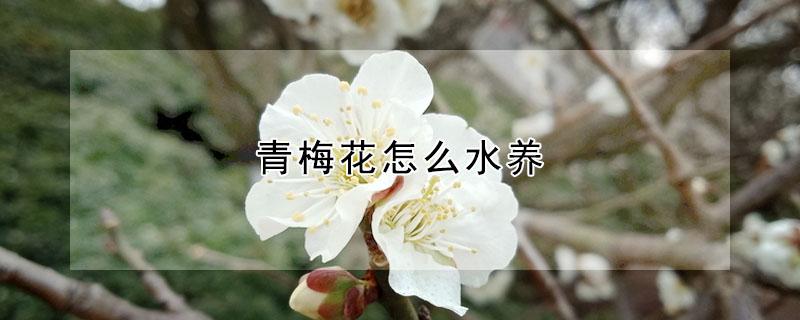 青梅花怎么水养 紫色青梅花怎么水养