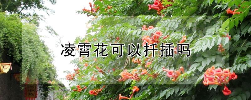 凌霄花可以扦插吗 凌霄花是否可以扦插栽培成活