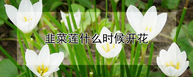 韭菜莲什么时候开花（韭菜莲什么时候开花最漂亮）