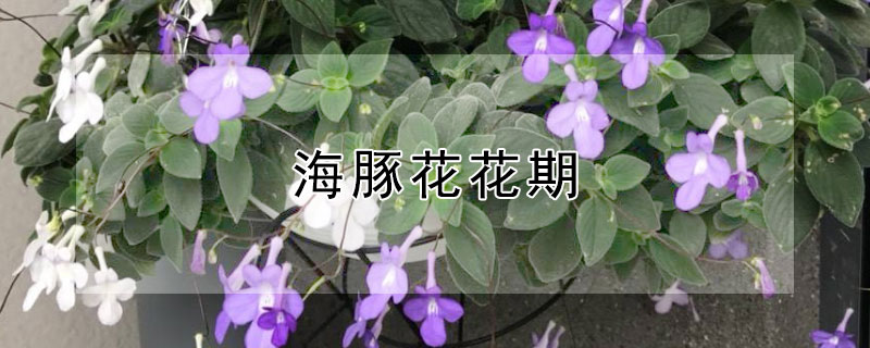 海豚花花期 海豚花开花时间