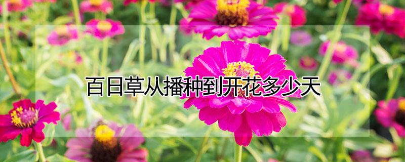 百日草从播种到开花多少天（百日草从种子到开花要多久）