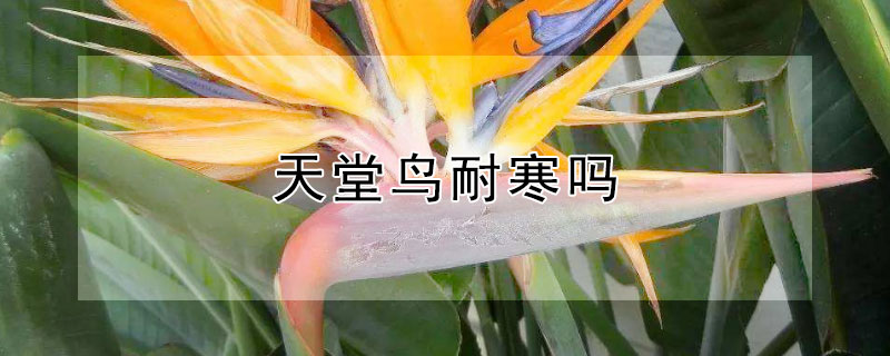 天堂鸟耐寒吗（天堂鸟耐寒吗?）