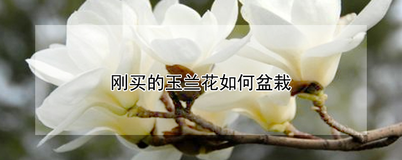 刚买的玉兰花如何盆栽（怎样盆栽玉兰花）