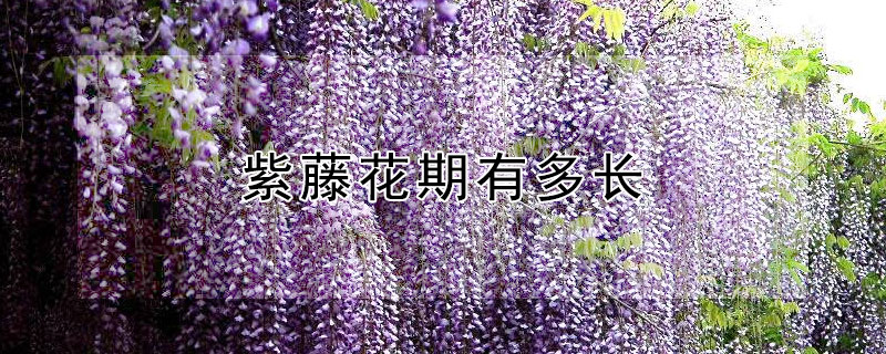 紫藤花期有多长（紫藤开花期多长）