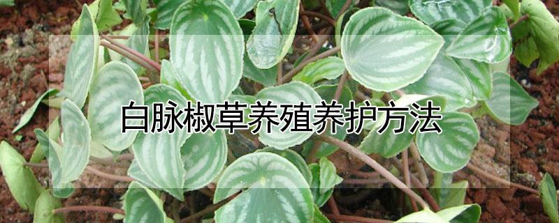 白脉椒草养殖养护方法（白脉椒草的养殖方法和注意事项有哪些）