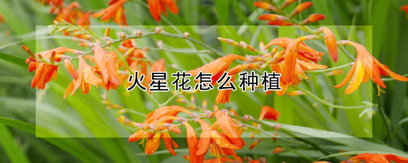 火星花怎么种植（火星花的种植方法）