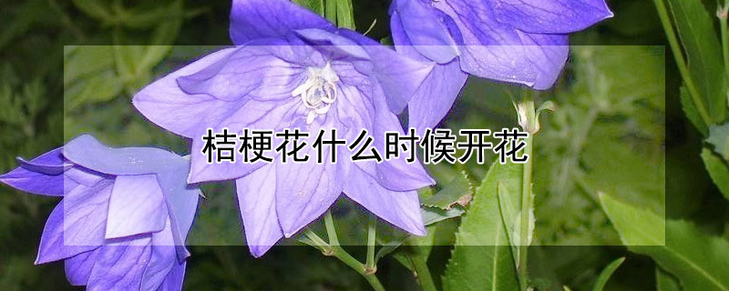 桔梗花什么时候开花（桔梗花几月份开）