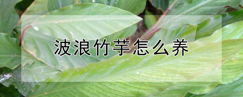 波浪竹芋怎么养 波浪竹芋怎么养开花