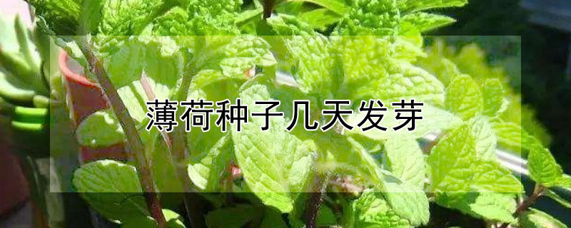 薄荷种子几天发芽 薄荷种子几天发芽图