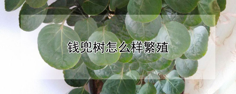 钱兜树怎么样繁殖 钱兜树的养殖方法和注意事项