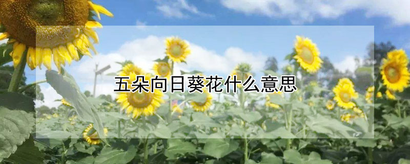 五朵向日葵花什么意思 五朵向日葵花语是什么