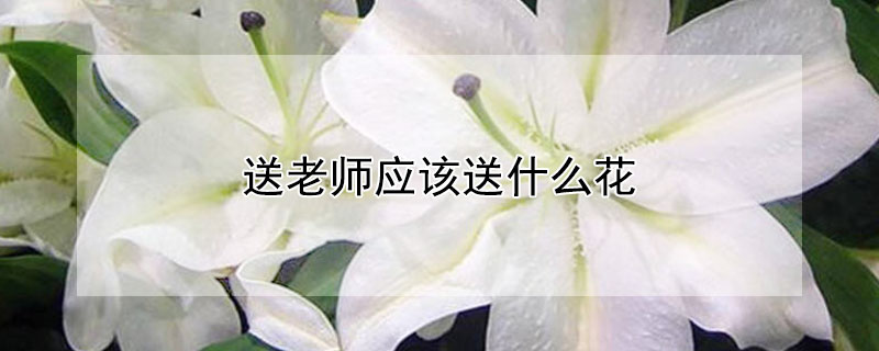 送老师应该送什么花（送老师应该送什么花图片）