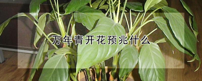 万年青开花预兆什么 广东万年青开花预兆什么