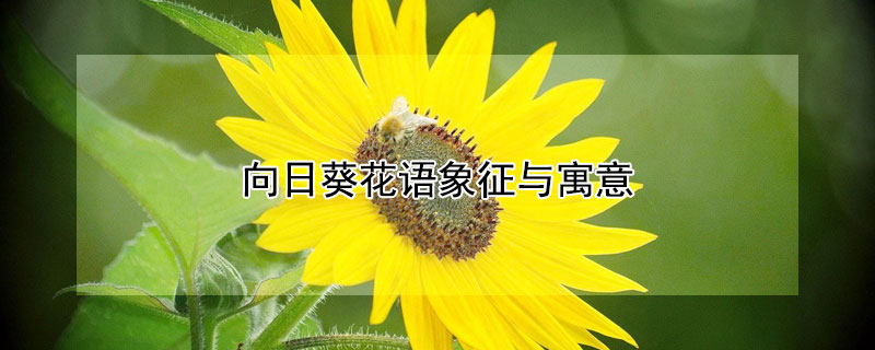 向日葵花语象征与寓意（向日葵花的花语是什么,象征了什么?）