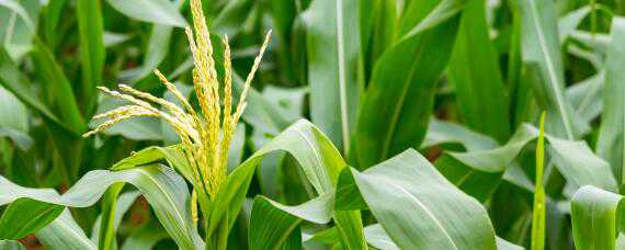 玉米苗的发育环境 玉米苗生长