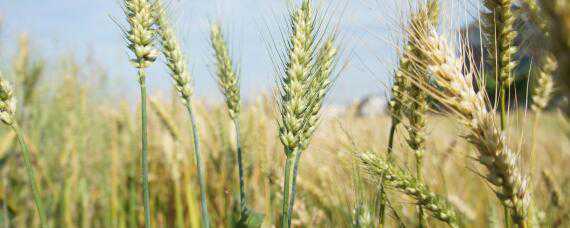 小麦宽幅播种行距 小麦宽幅播种行距要求